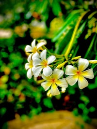 white and yellow flowers on a green background