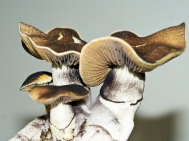 psilocybe cubensis koh samui super strain