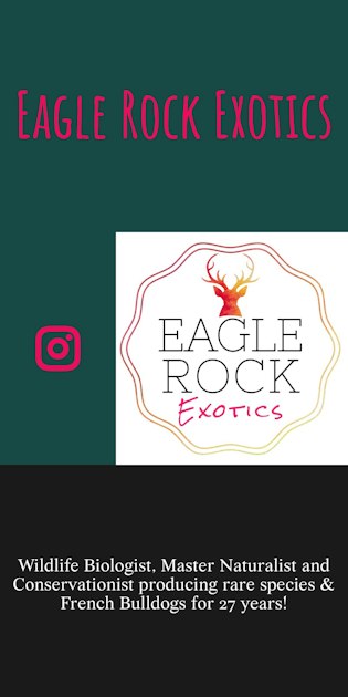 Eagle Rock Exotics