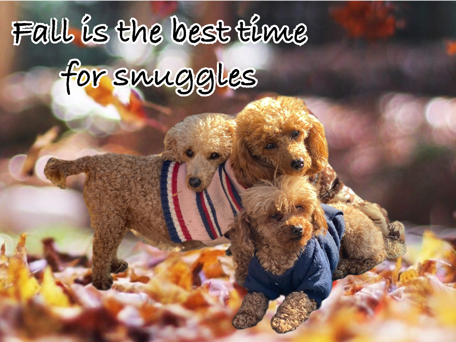 akc miniature poodle puppies for sale near me