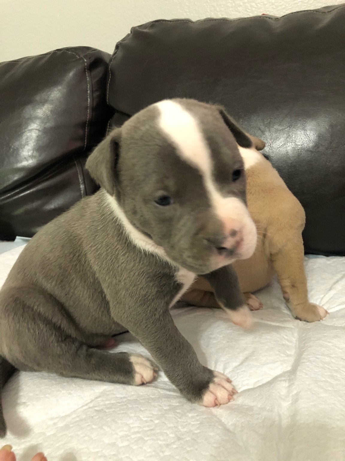 pitbull puppies with cropped ears for sale