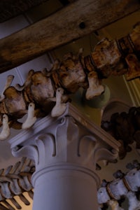 bone skeletons hanging from the ceiling of a building