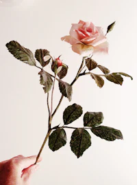 a person's hand holding a pink rose