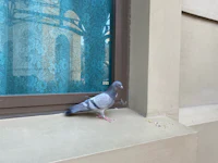 a pigeon sitting on a window sill