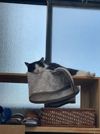 a black and white cat sleeping on a shelf