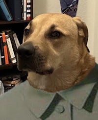 a dog wearing a shirt in front of a bookcase