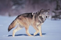 a gray wolf walking in the snow