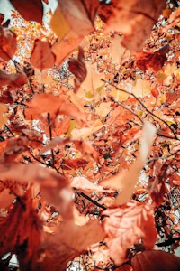 a close up of red leaves on a tree