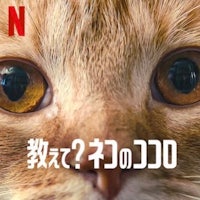 an image of a cat with japanese characters on it