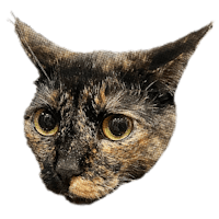 Grace’s tortie cat named Luna.