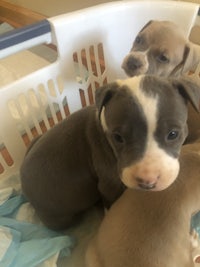 three pit bull puppies in a laundry basket