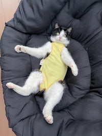 a black and white cat in a yellow bodysuit