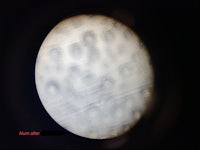neptune's moon jupiter seen through a telescope
