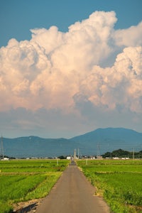 a road leading to a rice field with clouds in the sky