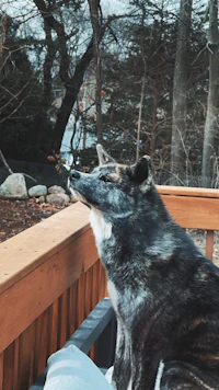 a dog is sitting on a deck overlooking a wooded area