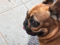 a french bulldog with its tongue out looking at the camera