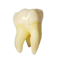 a tooth on a black background