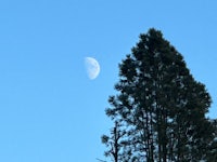 the moon is seen through a tree in a clear blue sky