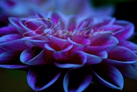 a close up of a purple dahlia flower