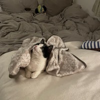 a cat laying under a blanket on a bed