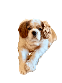 a white and brown dog laying down on a black background