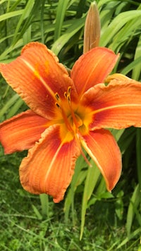 an orange lily is growing in the grass