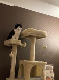 a cat sitting on top of a cat tree