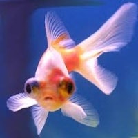a goldfish swimming in an aquarium