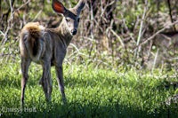 a young deer is standing in the grass