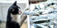 a black and white cat is eating a fish