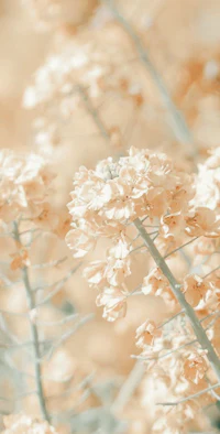 a close up of some flowers in a field