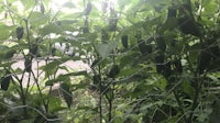 hot peppers growing in a garden behind a fence