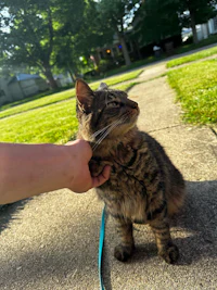 a person petting a cat on a sidewalk
