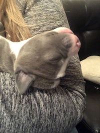 a pit bull puppy sleeping on a woman's lap
