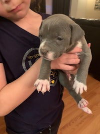 a young girl holding a small grey pit bull puppy