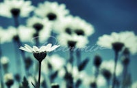 white daisies in a field against a blue sky