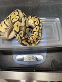 a yellow and black ball python in a plastic container