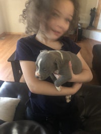 a young girl holding a grey pit bull puppy