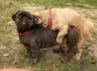 two dogs are laying on each other's backs