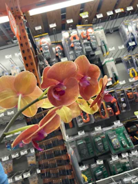a person holding a flower in a store
