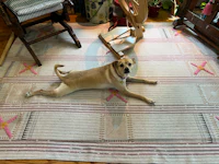 a dog laying on a rug next to a spinning wheel
