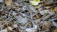 a lizard is sitting on the ground near some leaves