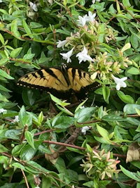 a butterfly sitting on a bush with white flowers