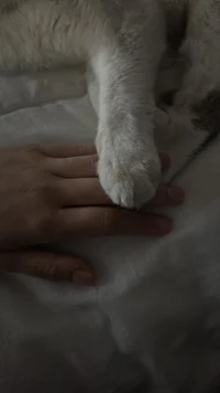 a person's hand resting on a cat's paw