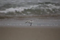 a bird is standing on the sand next to the ocean