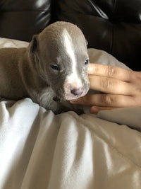 a puppy is being held by a person's hand