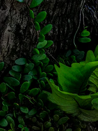 green leaves and ferns near a tree