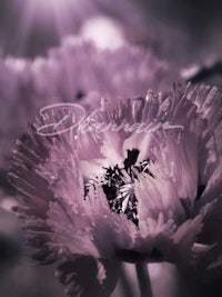 a black and white photo of a purple flower