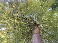 the top of a tree with a lot of green leaves