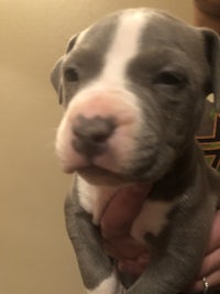 a person is holding a grey and white pit bull puppy